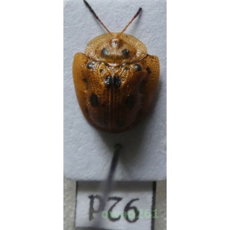 Cassidae sp. Philippines92d